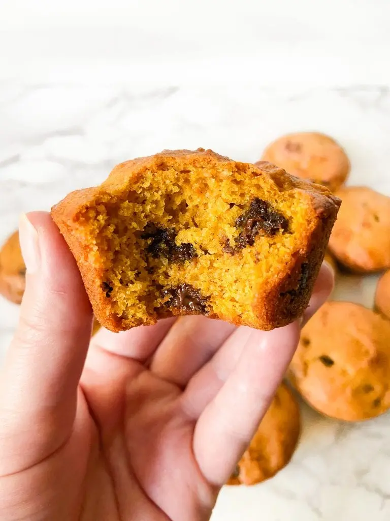 A hand holding a single chocolate chip pumpkin muffin with a bite out of it. 